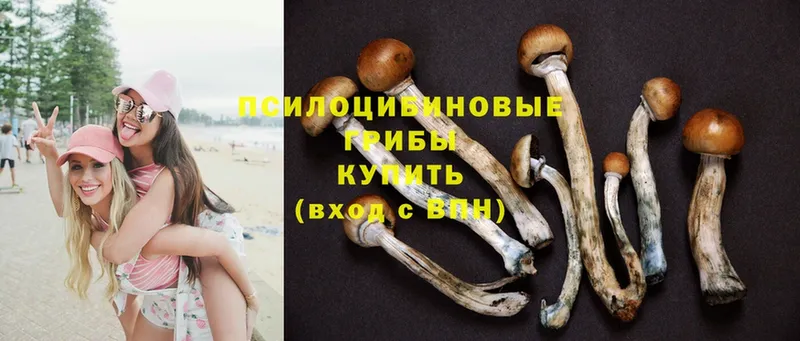 где продают   kraken вход  площадка Telegram  Краснознаменск  Псилоцибиновые грибы Psilocybine cubensis 